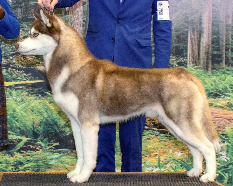 Photo of Shadowfox's If I Could Turn Back Time