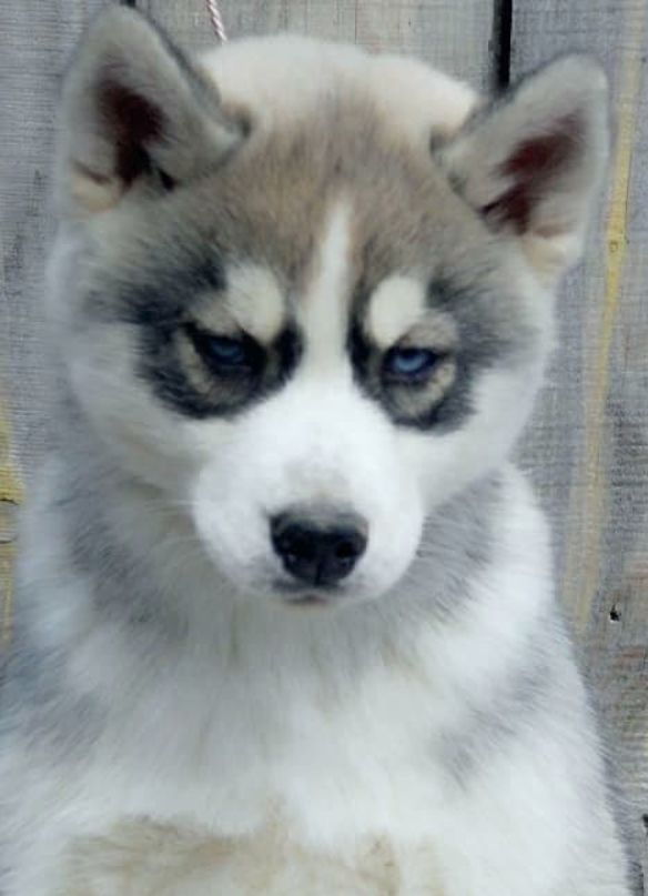 Photo of Miuki Mikado Brilliant of Siberia
