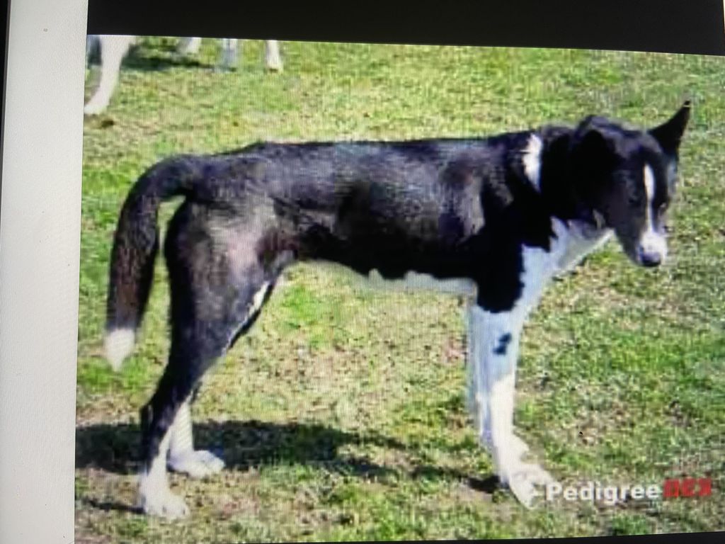 Photo of Howling Spirits Bonnie