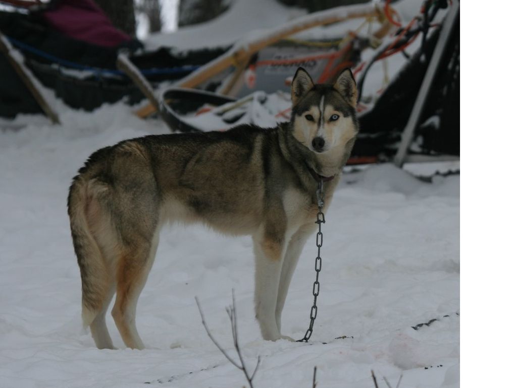 Photo of Arctic Song's Raki
