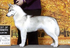 Photo of Karnovanda's Virginia Dare
