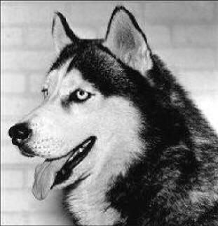 Photo of Monadnock’s Dmitri