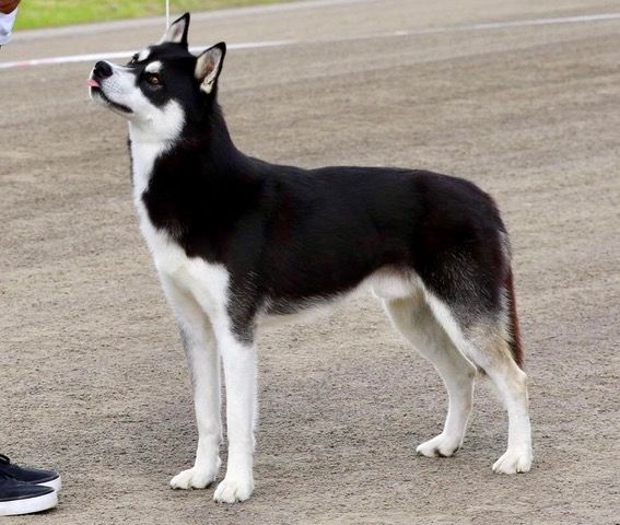 Photo of Kadian’s Dark And Stormy of Amorok