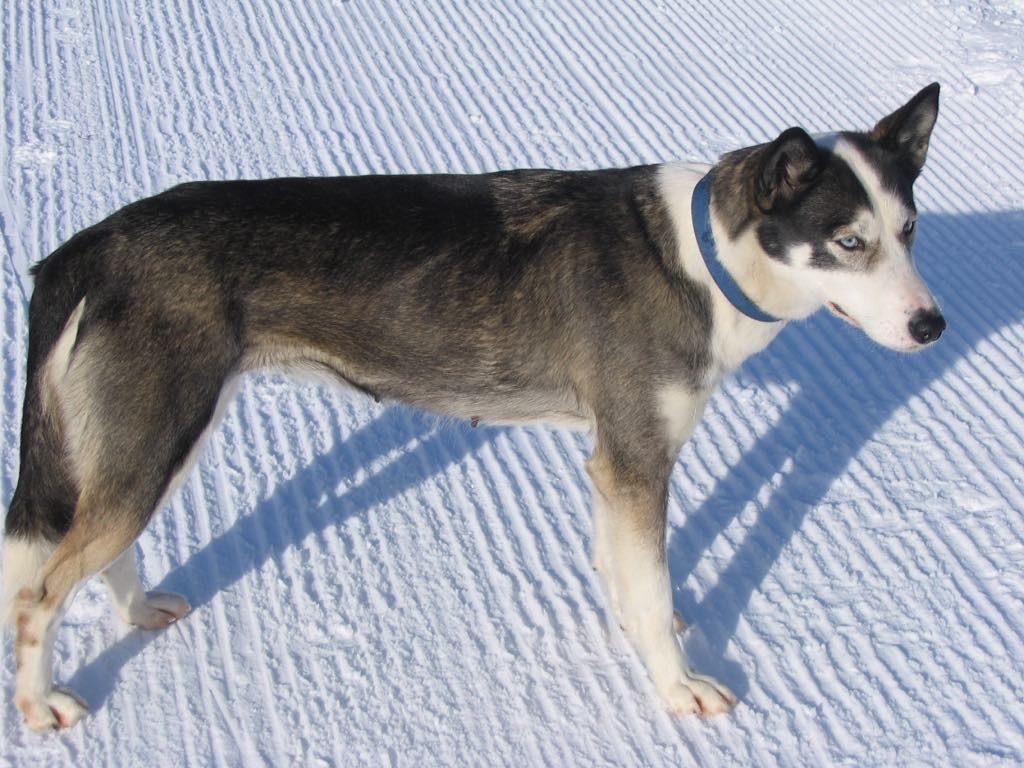 Photo of Will To Go Yiking
