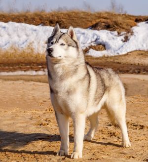 Photo of Husky Haven Fun Bringer