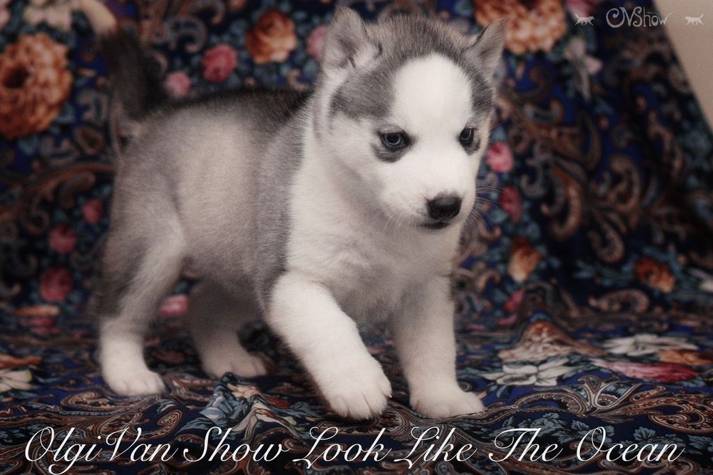 Photo of Olgivan Show Look Like The Ocean