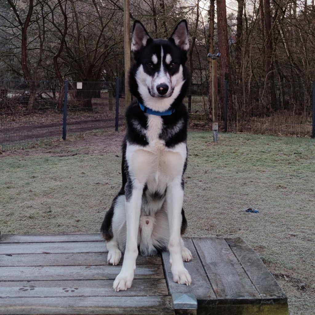 Photo of Lite Herr Svart Schakolack