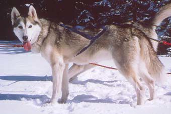 Photo of Arctic Song’s Byks