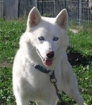 Photo of Panouk