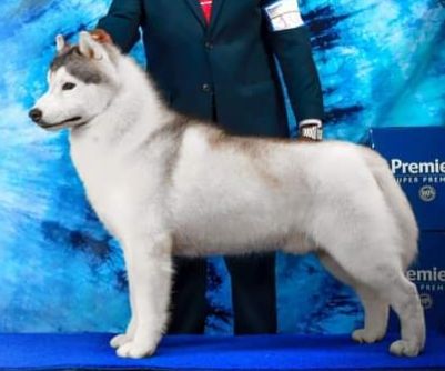 Photo of Maragogi's Siberians Balakinha