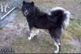 Photo of K9 Pines-Malakie Black Magic