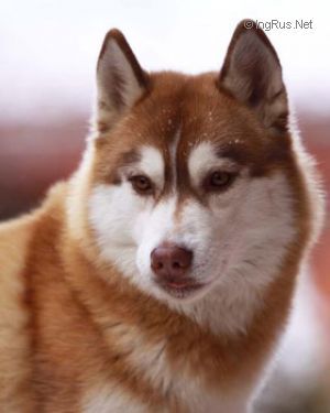 Photo of Husky Haven Nordic Beauty