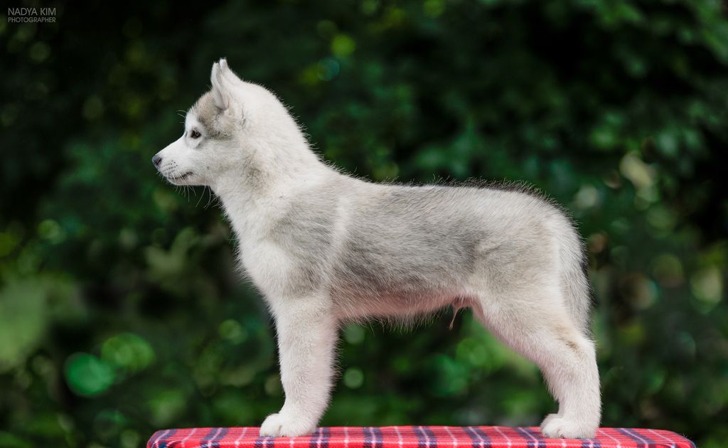 Photo of Iyago Forest Animal