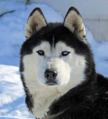 Photo of Zar Arcticsun’s Rumour Has It