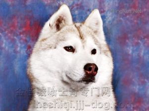 Photo of Reigning Pushinka Take A Risk