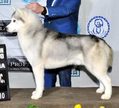Photo of Atlanterra Ale Alexander