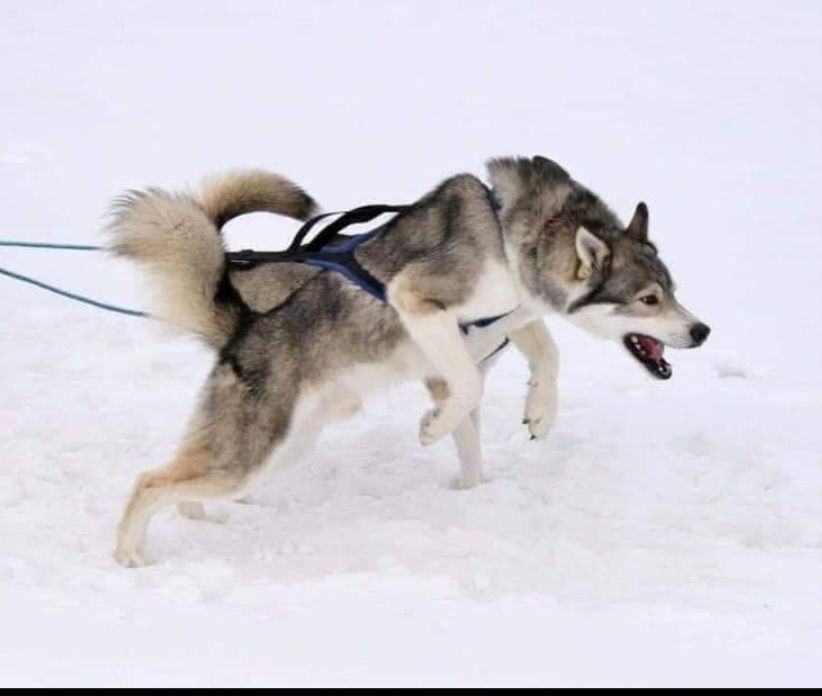 Photo of Cobaltsky’s Crywolf of Northlane