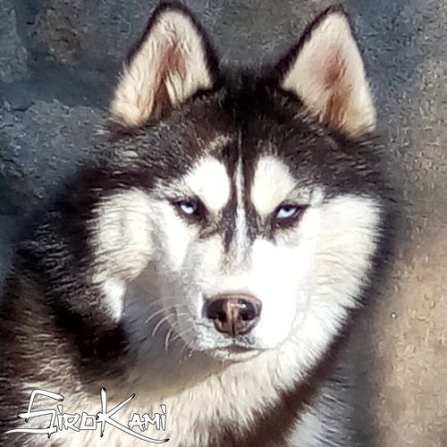Photo of Little Devil des Reves de Neige