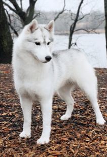 Photo of Karnovanda’s Miss Congeniality