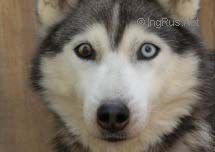 Photo of Lara-Ke’s Katmai Ashes