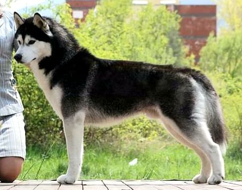 Photo of Husky Haven National Hero