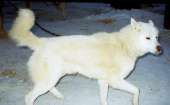 Photo of Alaskan’s Polar Bear Of Anadyr