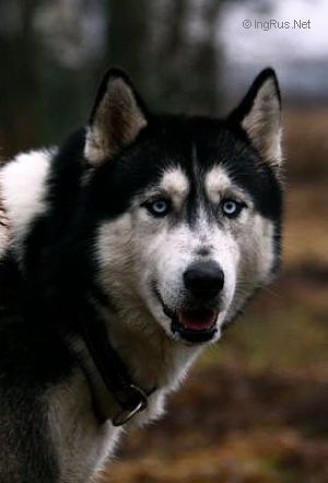 Photo of Zhemchug Serebryanogo Vetra