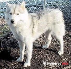 Photo of Foxfire Kentucky Blue
