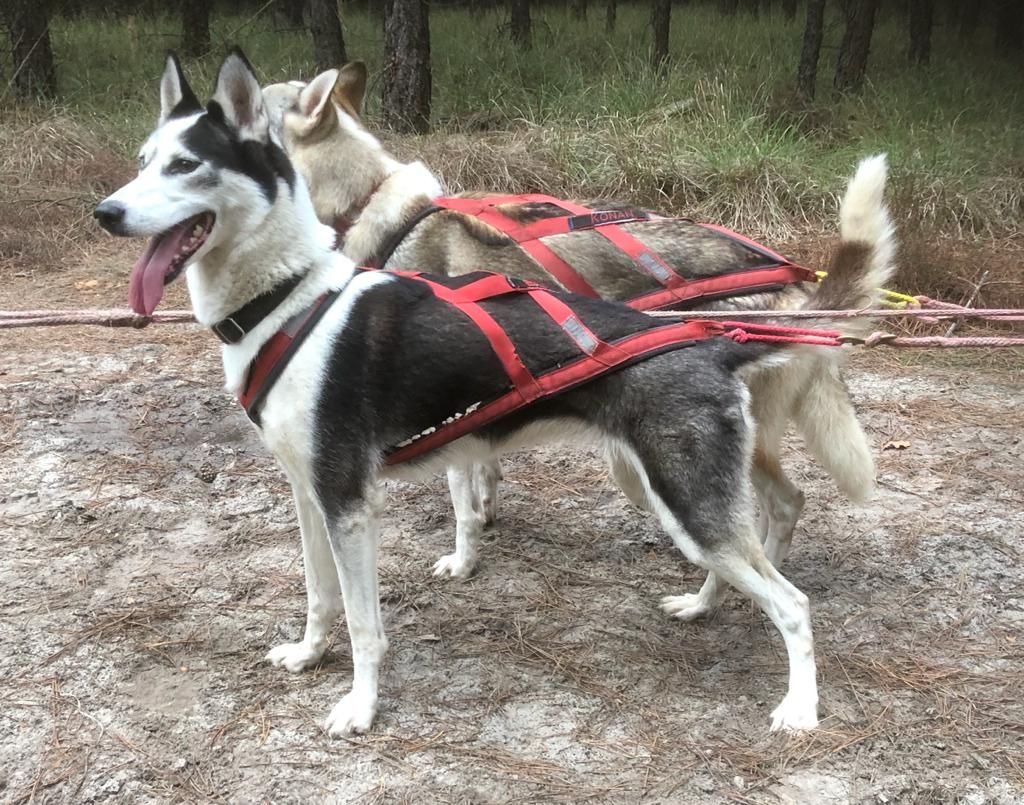Photo of Happiness ab Canis Polaris