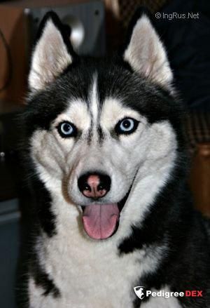 Photo of Husky Haven Absolute Beauty