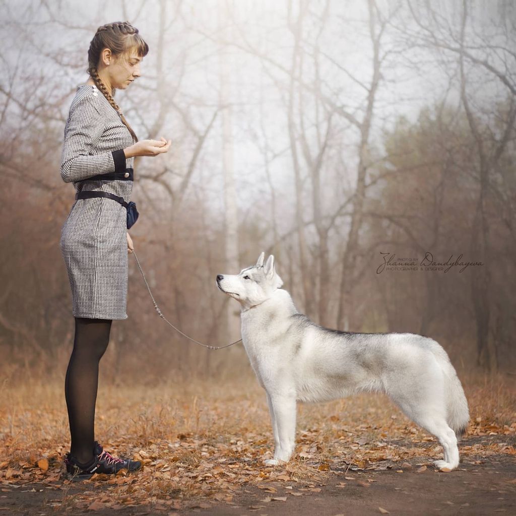 Photo of Husky Haven Ellis Perry