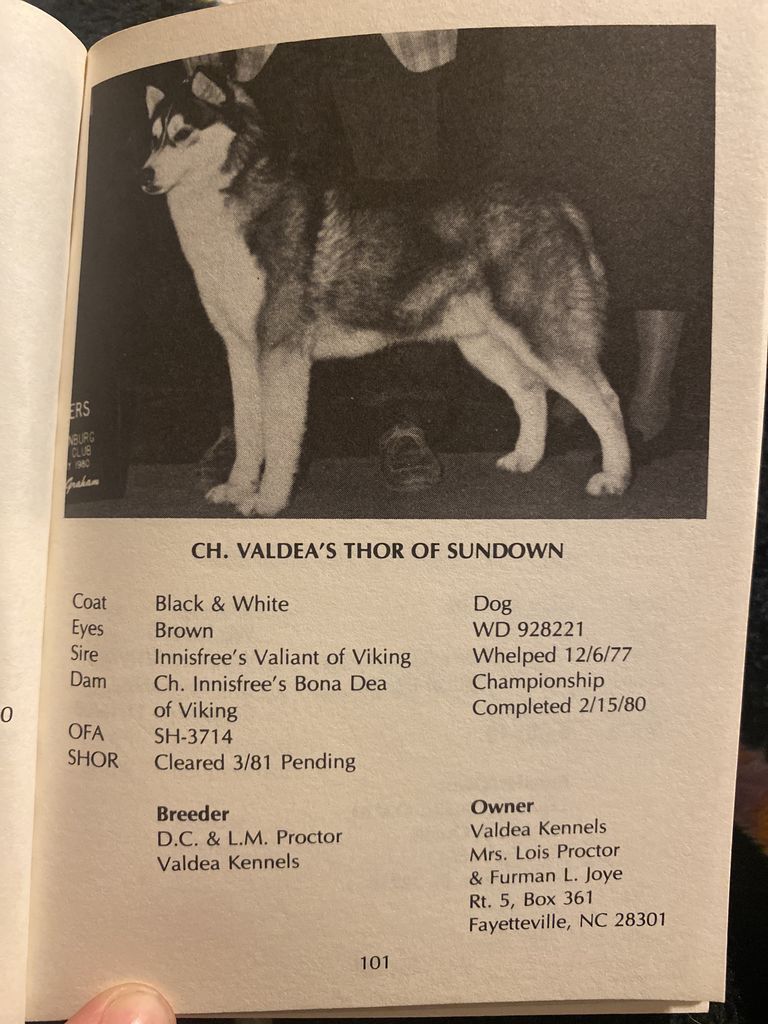 Photo of Valdea’s Thor Of Sundown
