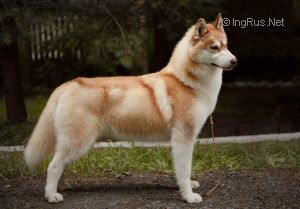 Photo of Jangcy Husky Ostrowya