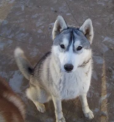 Photo of Makari’s My Sweet Valentien