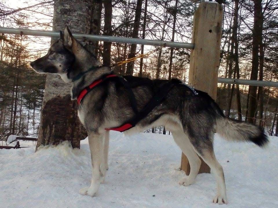Photo of Howling Spirits Fingal