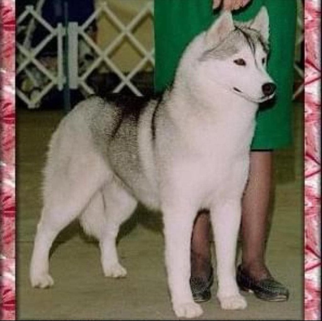 Photo of Alcinta’s Charming Huricane