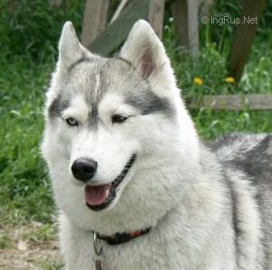 Photo of Brauni