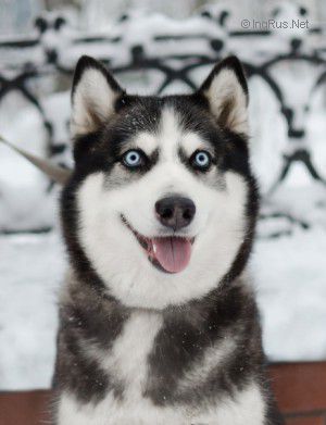 Photo of Alina Blue Ice