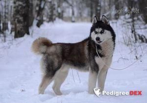 Photo of Bolero Eskimoski Domek
