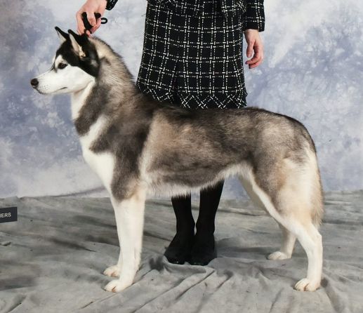 Photo of Sherakan’s Sweet Senation
