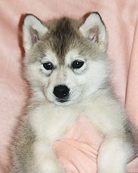 Photo of Arctic Magic Estrella