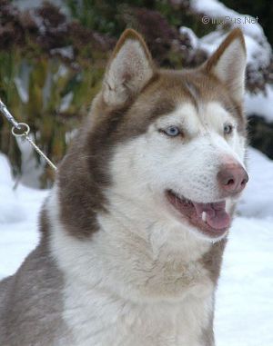 Photo of Garpina