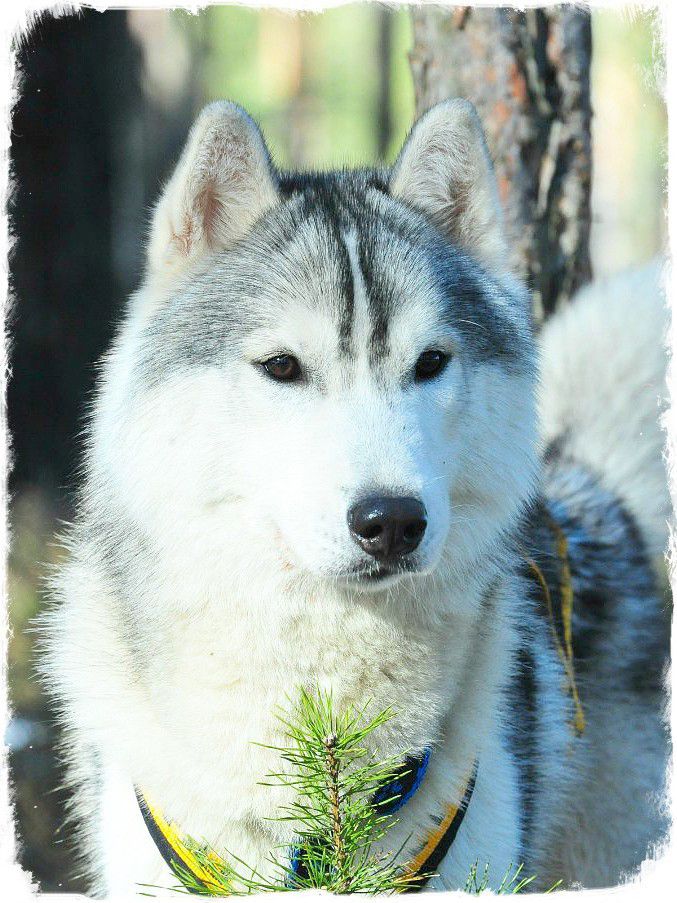 Photo of Siberian Miracle Gorgeous Benny