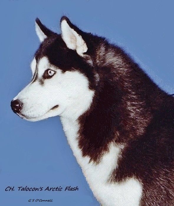 Photo of Talocon's Arctic Flash