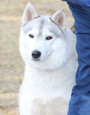 Photo of Arctic Magic Golden Beauty