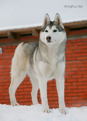 Photo of Belstok Zhessi Bright Ice