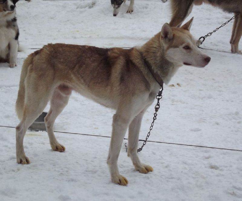 Photo of Fugitive’s Fox
