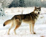 Photo of Arctic Soul Frecky