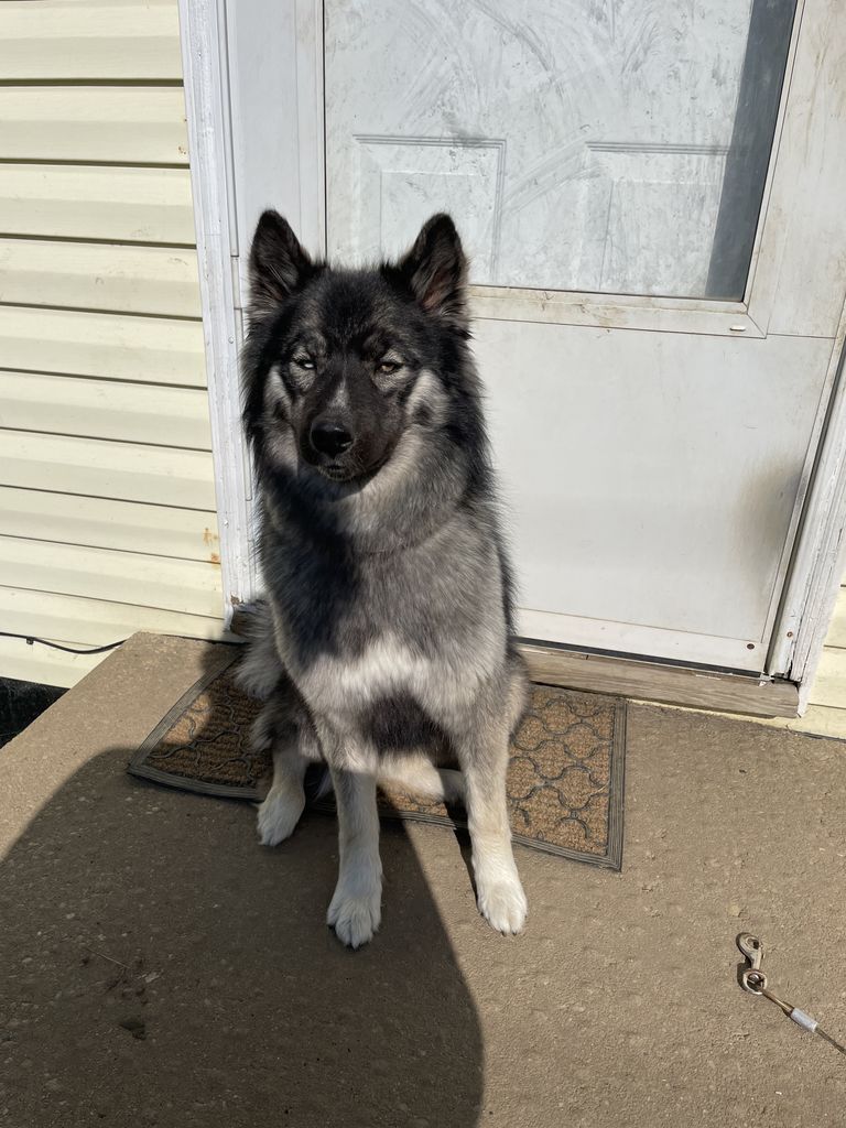 Photo of HAVEN’S BLEU SKIES THE WARRIOR QUEEN “NYMERIAH”