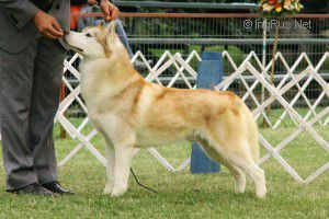 Photo of El Lobo Rojo De Sibirland